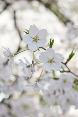 Scientific name is Cerasus &times;yedoensis (Matsum.) Masam. & Suzuki &lsquo;Somei-yoshino. 