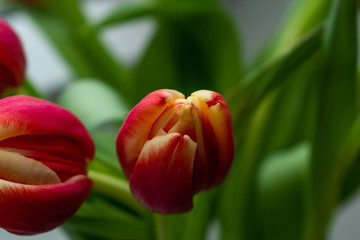 Close up of red and yellow beautiful tulip with green leaves background under soft light