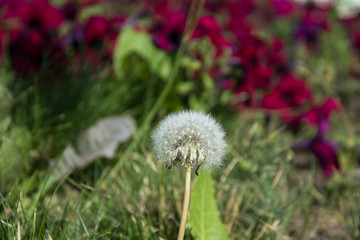 White dandelion with a fluffy hat