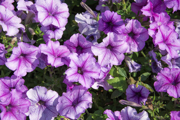 Purple pitunia flowers with green leaves