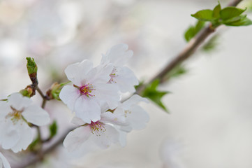 Scientific name is Cerasus ×yedoensis (Matsum.) Masam. & Suzuki ‘Somei-yoshino. 