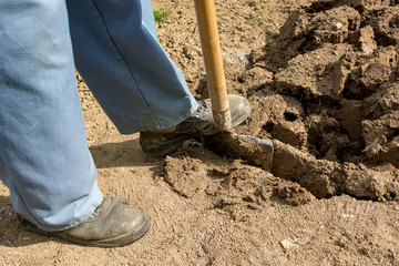 Male gardener preparing garden for spring planting.