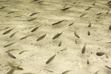 footprints in the sand