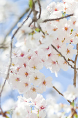 Scientific name is Cerasus ×yedoensis (Matsum.) Masam. & Suzuki ‘Somei-yoshino. 