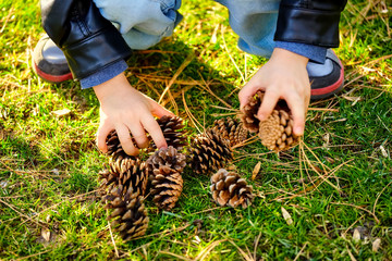 Hands of a little boy collecting or playing with pine cones on the grass