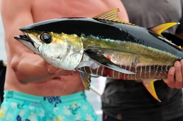 Yellowfin tuna Catched by a Fisherman Thunnus albacares Gelbflossen-Thun  ... - obrazy, fototapety, plakaty
