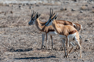 Closeup of a herd of Impalas - Aepyceros melampus- grazing on the plains of Etosha National Park, Namibia.