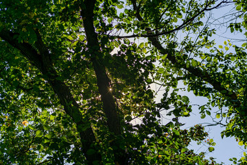 Green vegetation in the warm season, summer and spring time of year. The period of a large number of leaves on trees and bushes. Deciduous natural background with branches and trunks.
