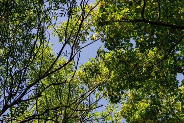 Fototapeta premium Green vegetation in the warm season, summer and spring time of year. The period of a large number of leaves on trees and bushes. Deciduous natural background with branches and trunks.