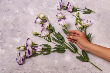 Womans hand hold beautiful white flowers with violet edges on white rough background