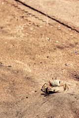 Sand crab walking on the sand