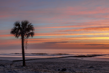 Palm Tree at Sunrise on a Beach