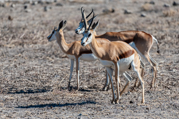 Naklejka na ściany i meble Closeup of a herd of Impalas - Aepyceros melampus- grazing on the plains of Etosha National Park, Namibia.
