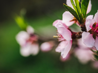 Obraz premium Early, bright, spring flowers on a background of green grass 