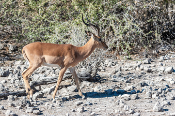 Closeup of an Impala - Aepyceros melampus- grazing on the plains of Etosha National Park, Namibia.