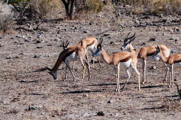 Closeup of a herd of Impalas - Aepyceros melampus- grazing on the plains of Etosha National Park, Namibia.