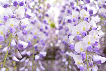 Wisteria, a famous flower of spring