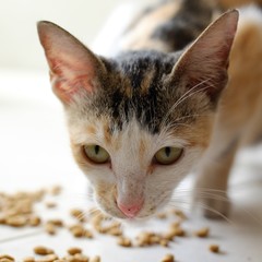 A female cat with short hair is relaxing and eating
