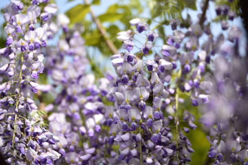 Wisteria, a famous flower of spring