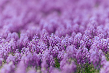 Fototapeta na wymiar Pink bell-shaped flowers, muscari, hyacinth family. 