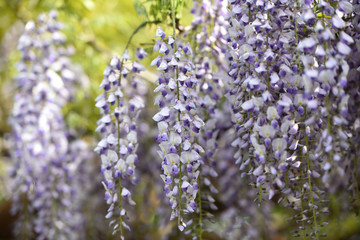 Obraz premium Wisteria, a famous flower of spring