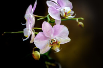 Fototapeta na wymiar Pink and white Phalaenopsis Orchid, close-up