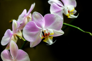 Obraz na płótnie Canvas Pink and white Phalaenopsis Orchid, close-up