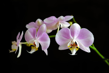 Pink and white Phalaenopsis Orchid, close-up