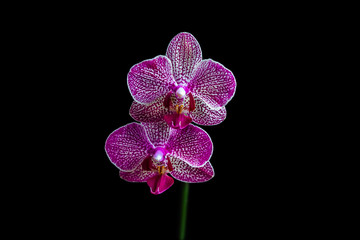 Purple Phalaenopsis Orchid, close-up 
