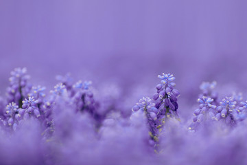 Blue bell-shaped flowers, muscari, hyacinth family. Panton 2020 deep blue