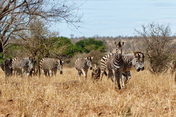 Fototapeta na wymiar Zebra herd in the Kruger National Park in South Africa