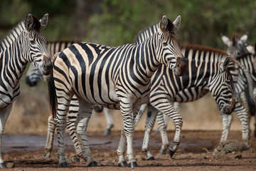 Fototapeta na wymiar Zebra herd at a waterhole in the Kruger National Park in South Africa