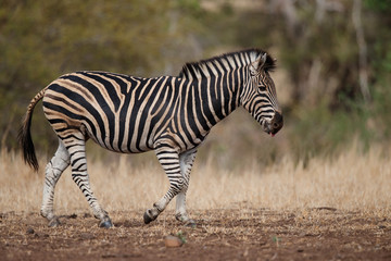 Obraz na płótnie Canvas Zebra walking in the Kruger National Park in South Africa