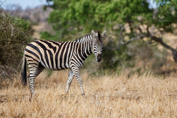 Fototapeta na wymiar Zebra walking in the Kruger National Park in South Africa