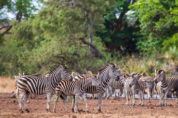 Fototapeta na wymiar Zebra herd at a waterhole in the Kruger National Park in South Africa