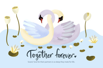 Happy valentine day vector textured card with two swan bird animal swimming in water lily lake. Romantic illustration in a flat style with quote and real facts about love.