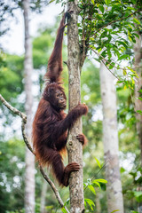 Young of Bornean Orangutan on the tree in a natural habitat. Bornean orangutan (Pongo pygmaeus wurmbii) in the wild nature. Rainforest of Island Borneo. Indonesia. © Uryadnikov Sergey