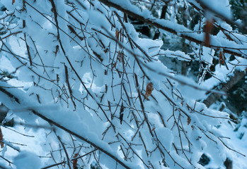 Trees branches covered with snow in the forest. 