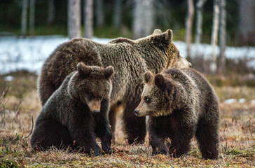 Bear cubs and she-bear.  Brown bear (Ursus Arctos Arctos) in the spring forest. Natural habitat