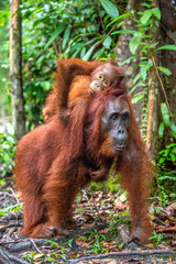 On a mum`s back. Cub of orangutan on mother`s back. Green rainforest. Natural habitat. Bornean orangutan (Pongo pygmaeus wurmbii) in the wild nature. Tropical Rainforest of Borneo Island. Indonesia © Uryadnikov Sergey