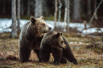 Bear cub and she-bear.  Brown bear (Ursus Arctos Arctos) in the spring forest. Natural habitat