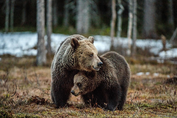 Obraz na płótnie Canvas Bear cub and she-bear. Brown bear (Ursus Arctos Arctos) in the spring forest. Natural habitat