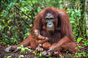 Mother orangutan and cub in a natural habitat. Bornean orangutan (Pongo  pygmaeus wurmmbii) in the wild nature. Rainforest of Island Borneo. Indonesia. © Uryadnikov Sergey