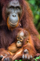 Mother orangutan and cub in a natural habitat. Bornean orangutan (Pongo  pygmaeus wurmmbii) in the wild nature. Rainforest of Island Borneo. Indonesia.