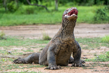 The Komodo dragon  Varanus komodoensis  raised the head with open mouth. It is the biggest living...