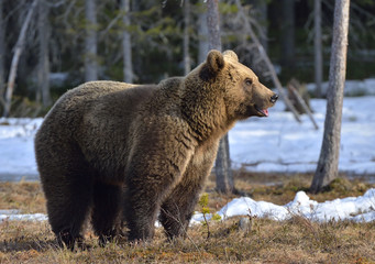 Fototapeta na wymiar Brown Bear (Ursus arctos) male on the bog in spring forest. Natural habitat.