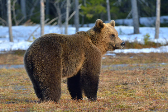 Brown Bear (Ursus arctos) male on the bog in spring forest. Natural habitat.