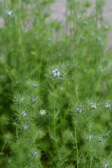 Love-in-a-mist flower