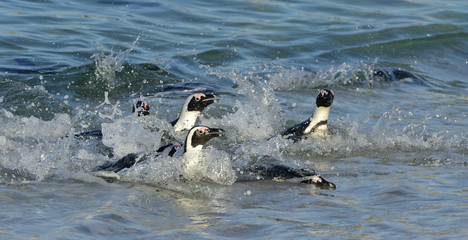 African penguins walk out of the ocean on the sandy beach. African penguin  also known as the jackass penguin and black-footed penguin. Sciencific name: Spheniscus demersus.