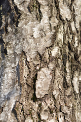 Common birch